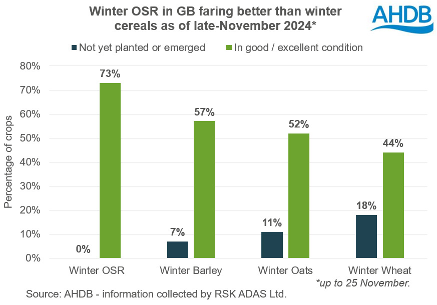 Chart showing Winter OSR in GB faring better than winter cereals as of late November 2024.